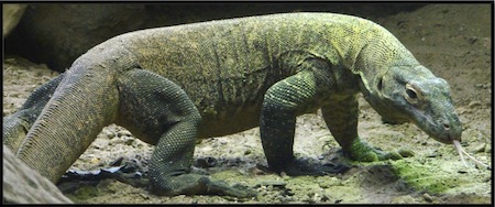 Komodo Dragon