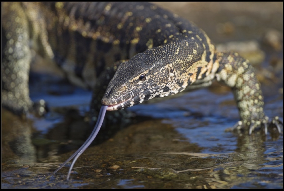 Monitor Lizard with long tongue